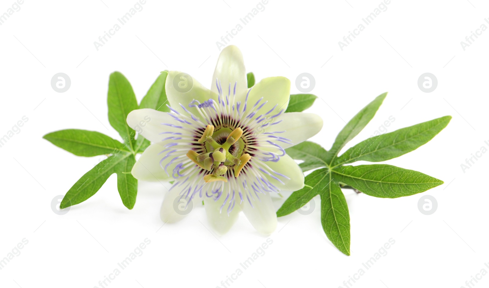 Photo of Beautiful blossom of Passiflora plant (passion fruit) with green leaves on white background