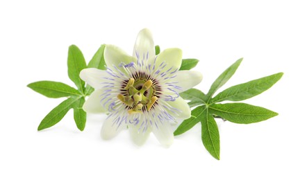 Photo of Beautiful blossom of Passiflora plant (passion fruit) with green leaves on white background