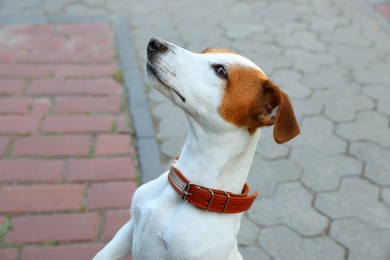 Beautiful Jack Russell Terrier in brown leather dog collar on city street