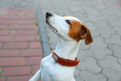 Photo of Beautiful Jack Russell Terrier in brown leather dog collar on city street