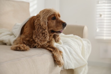 Photo of Cute English cocker spaniel dog with plaid on sofa