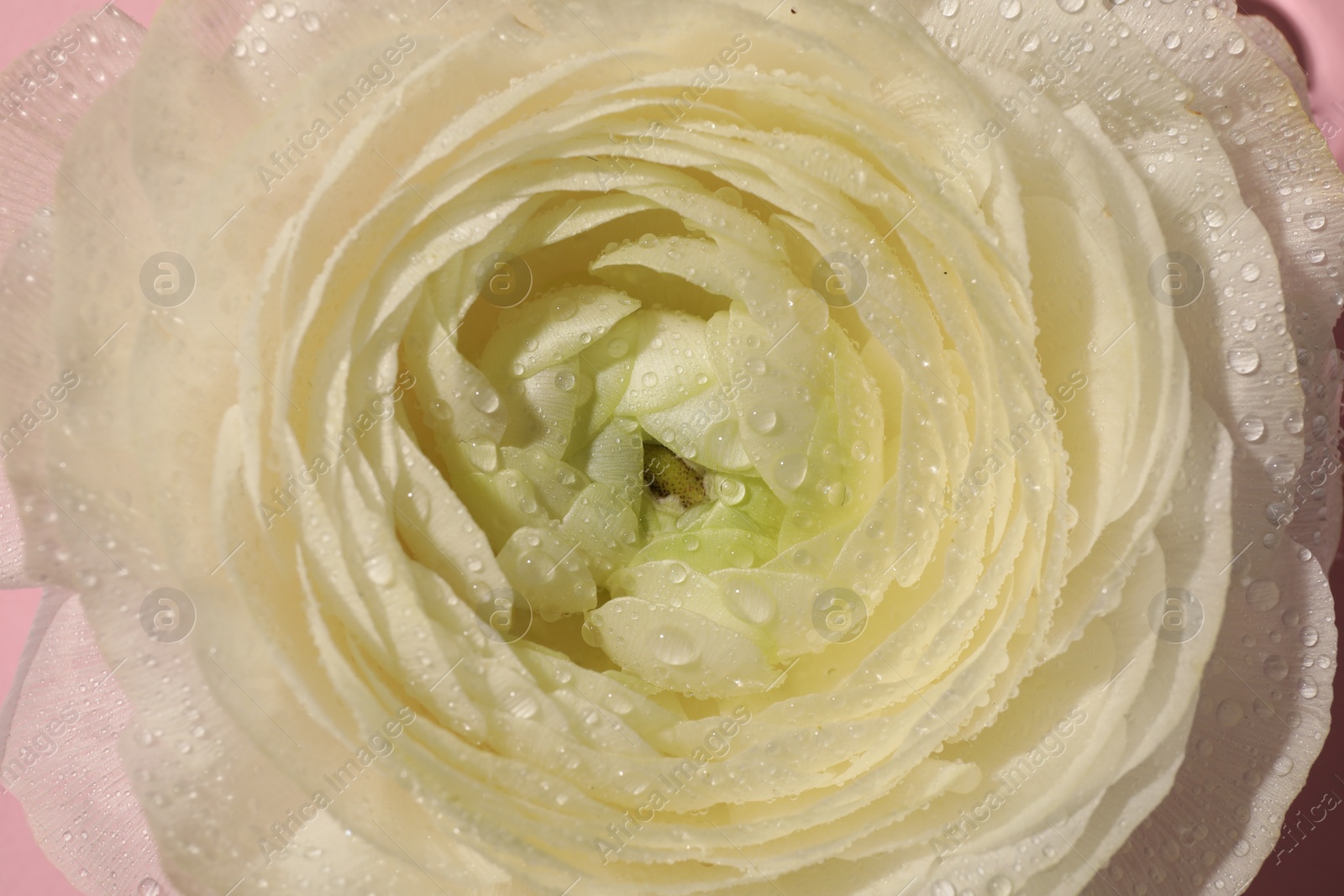 Photo of Beautiful white rose flower with water drops, closeup