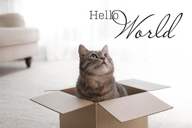 Hello World. Cute grey tabby cat in cardboard box on floor at home