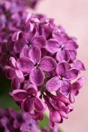 Closeup view of beautiful lilac flowers on pink background