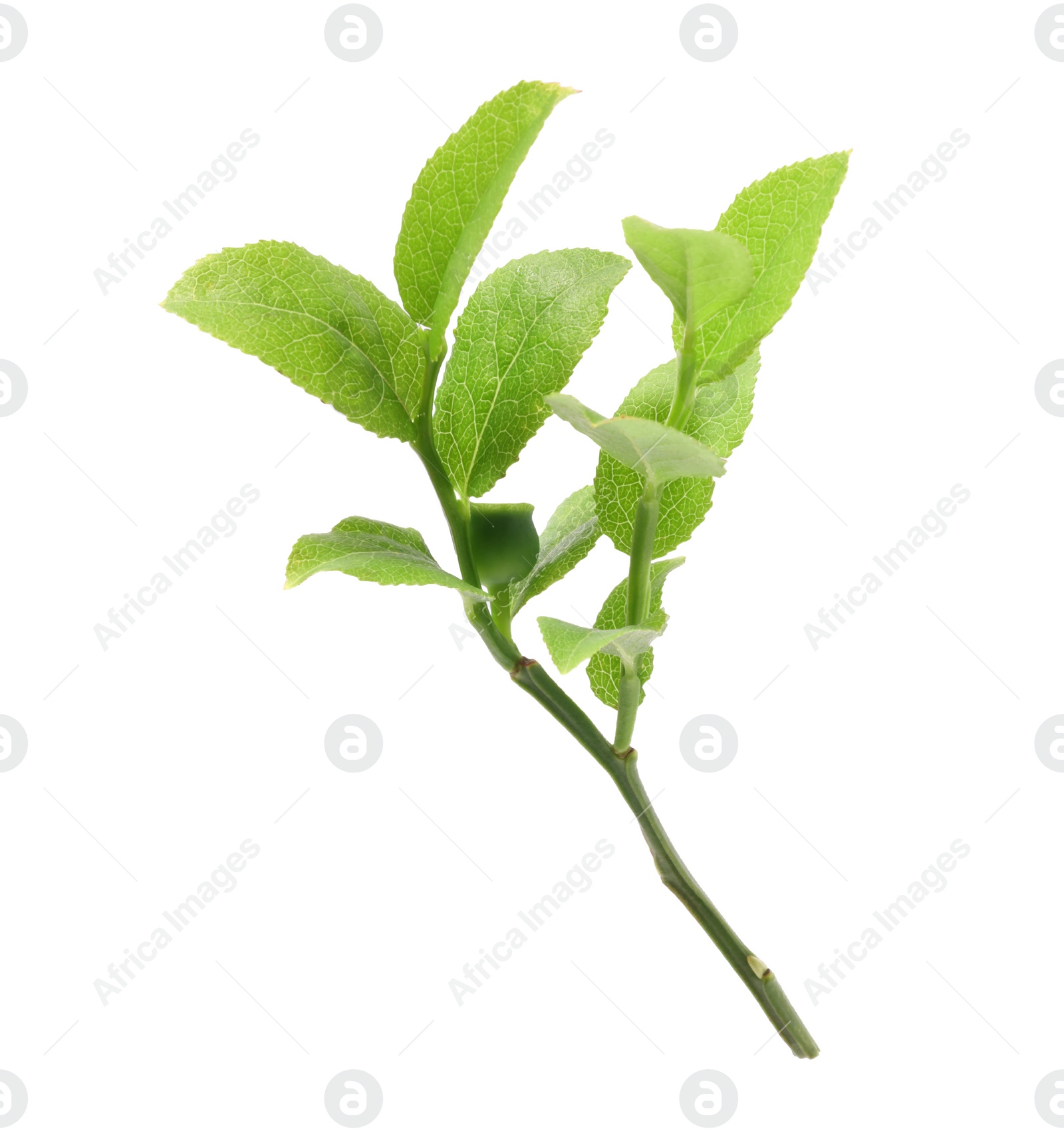 Photo of Bilberry branch with fresh green leaves isolated on white