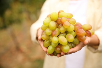 Photo of Woman with bunch of grapes in vineyard, closeup
