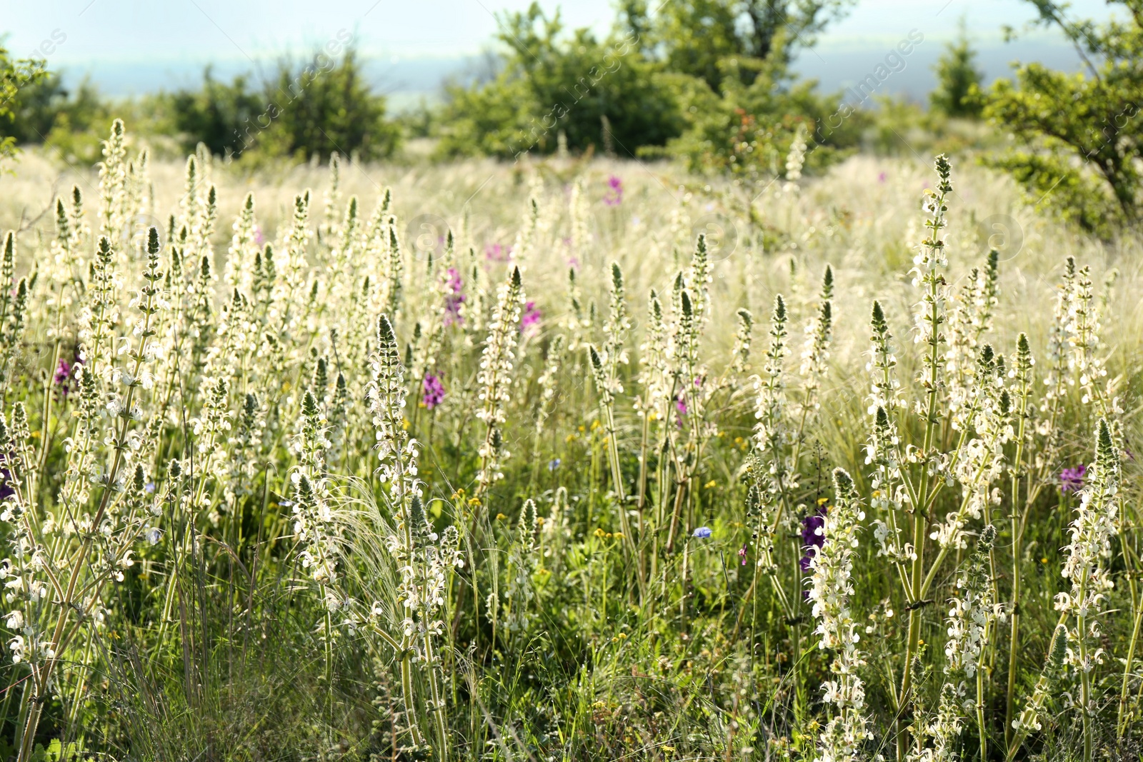 Photo of Beautiful flowers growing in meadow on sunny day