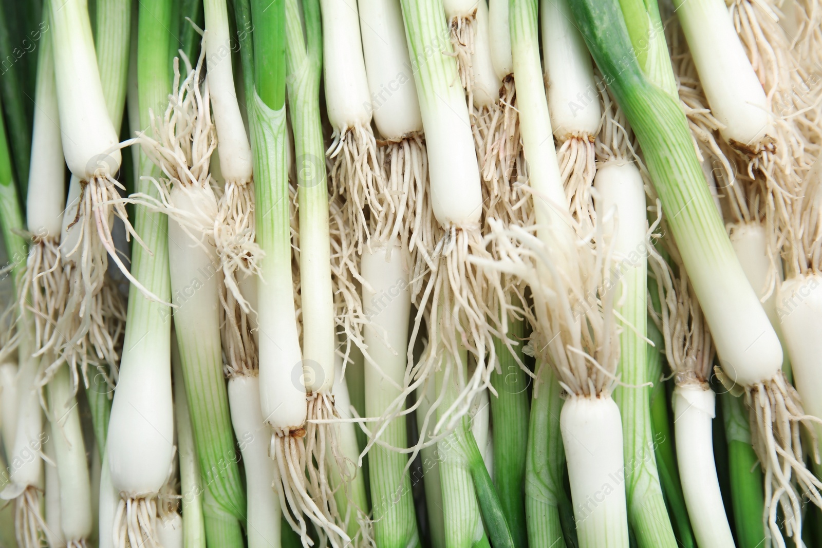 Photo of Fresh green onion as background