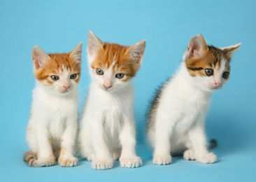 Cute little kittens on light blue background. Baby animals