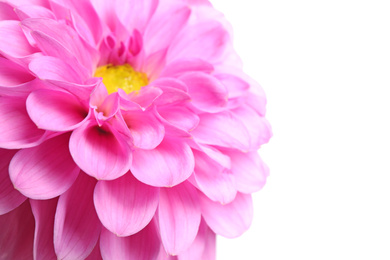 Photo of Beautiful pink dahlia flower on white background, closeup view