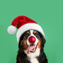 Adorable dog in Santa hat with red Christmas ball nose on aquamarine background