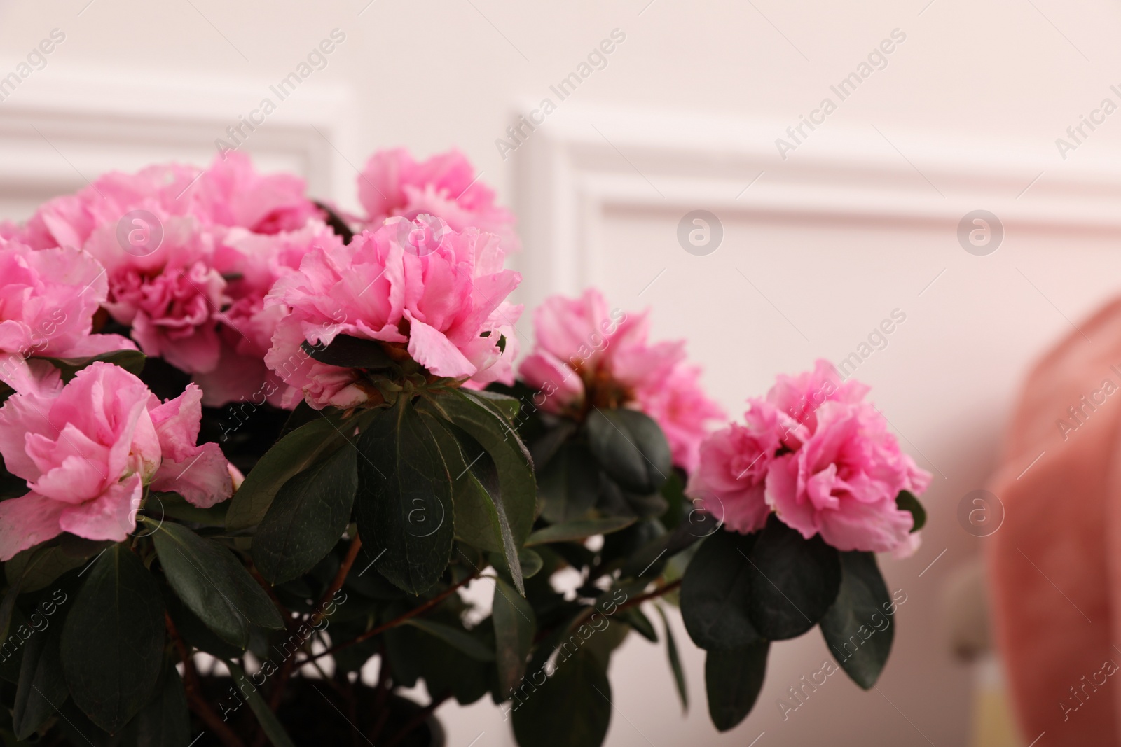 Photo of Beautiful azalea plant with pink flowers on blurred background, closeup. Space for text