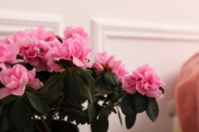 Photo of Beautiful azalea plant with pink flowers on blurred background, closeup. Space for text