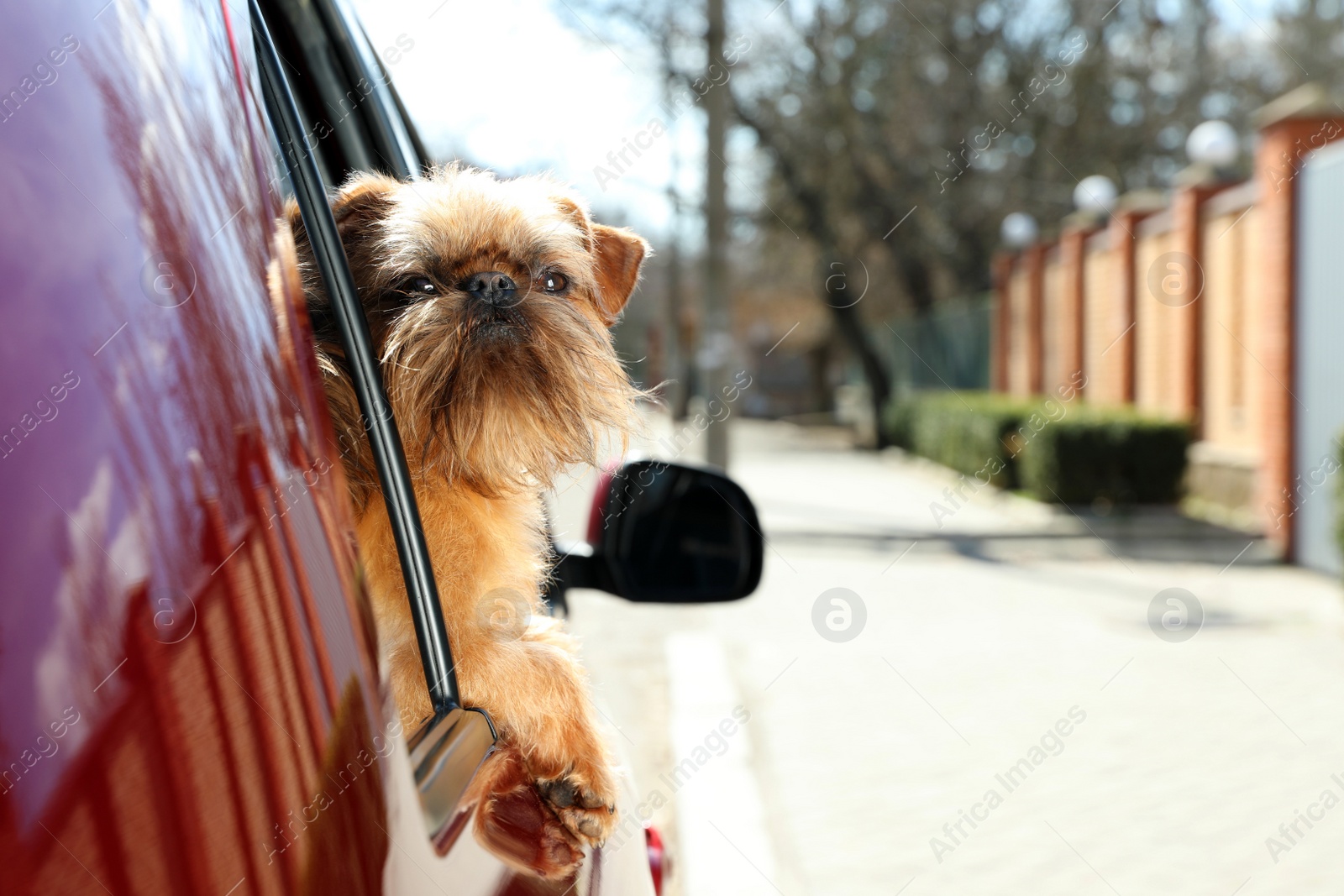 Photo of Adorable little dog looking out from car window, space for text. Exciting travel