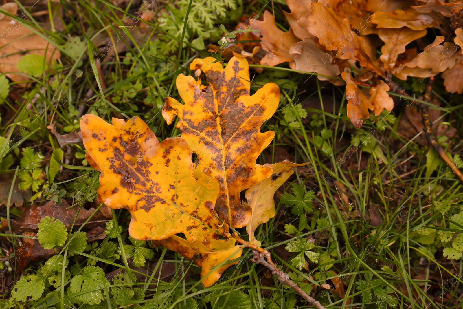 Photo of Fallen autumn leaves on grass, closeup view