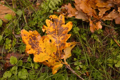 Fallen autumn leaves on grass, closeup view