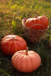 Wicker basket and whole ripe pumpkins among green grass on sunny day