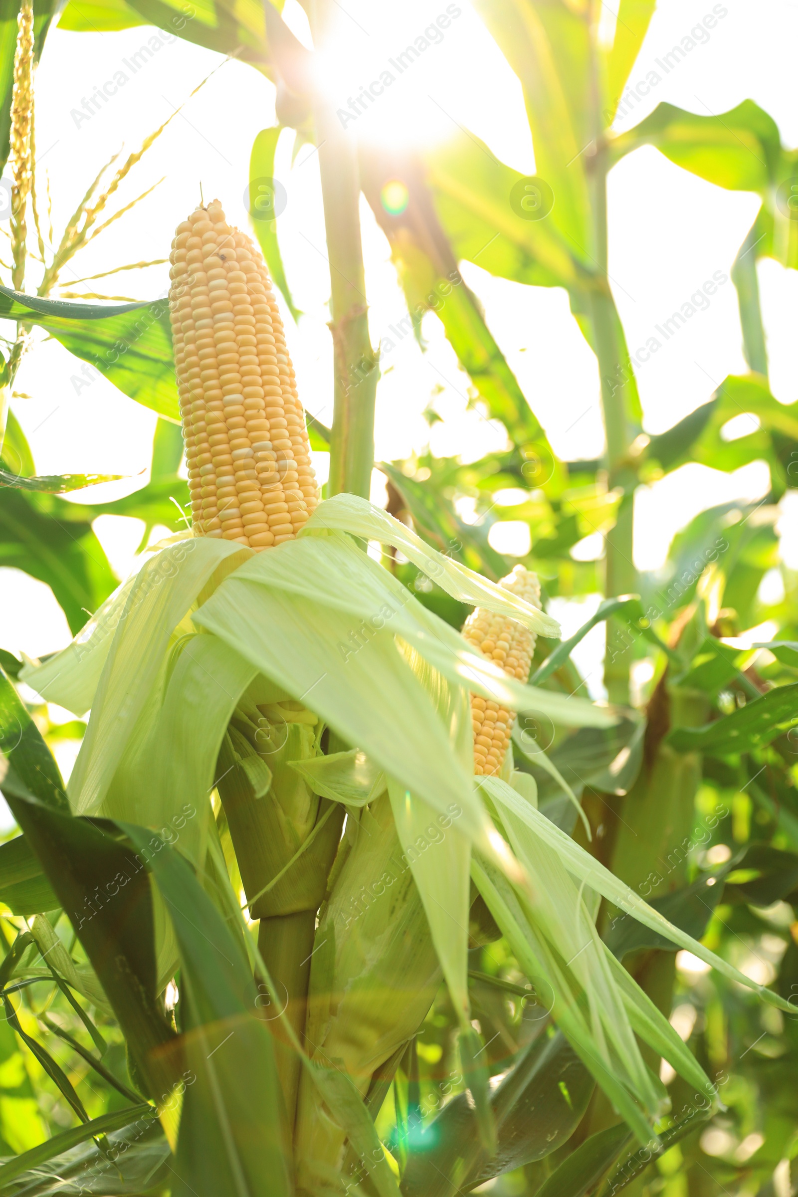 Photo of Ripe corn cobs in field on sunny day