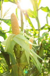 Ripe corn cobs in field on sunny day