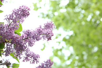 Closeup view of beautiful blossoming lilac bush outdoors