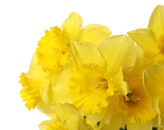Photo of Beautiful daffodils on white background, closeup. Fresh spring flowers