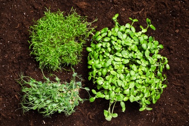 Fresh organic microgreens growing in soil, top view