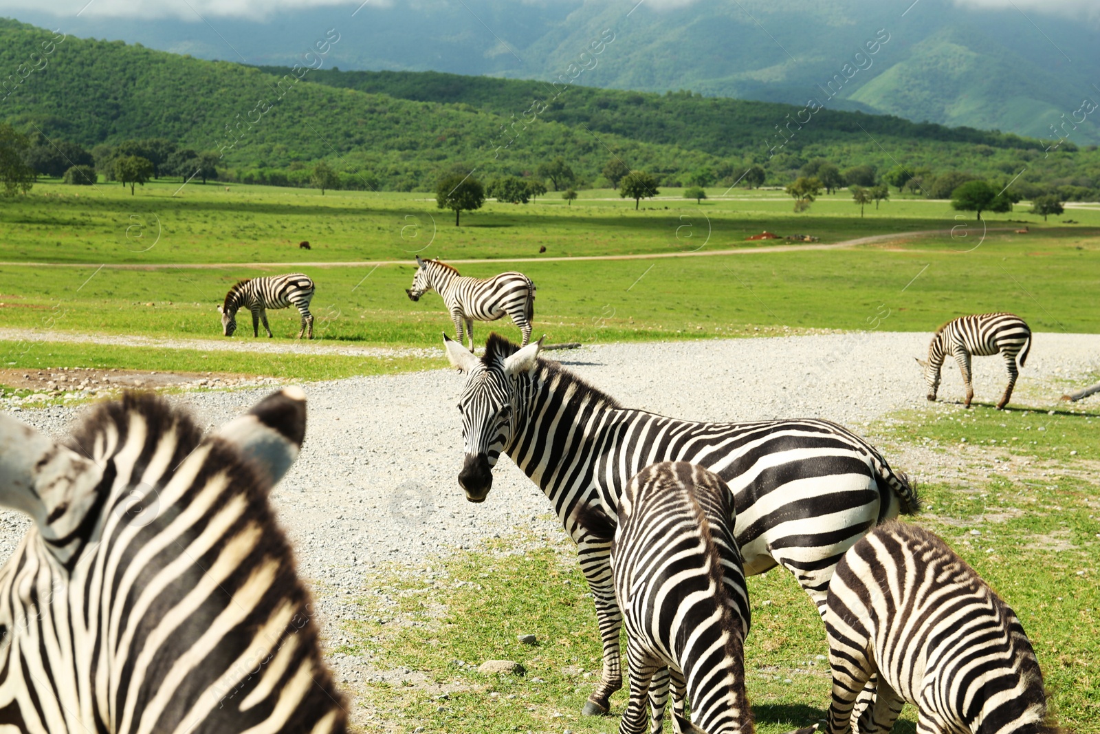 Photo of Beautiful striped African zebras in safari park