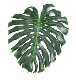 Photo of Tropical monstera leaf isolated on white