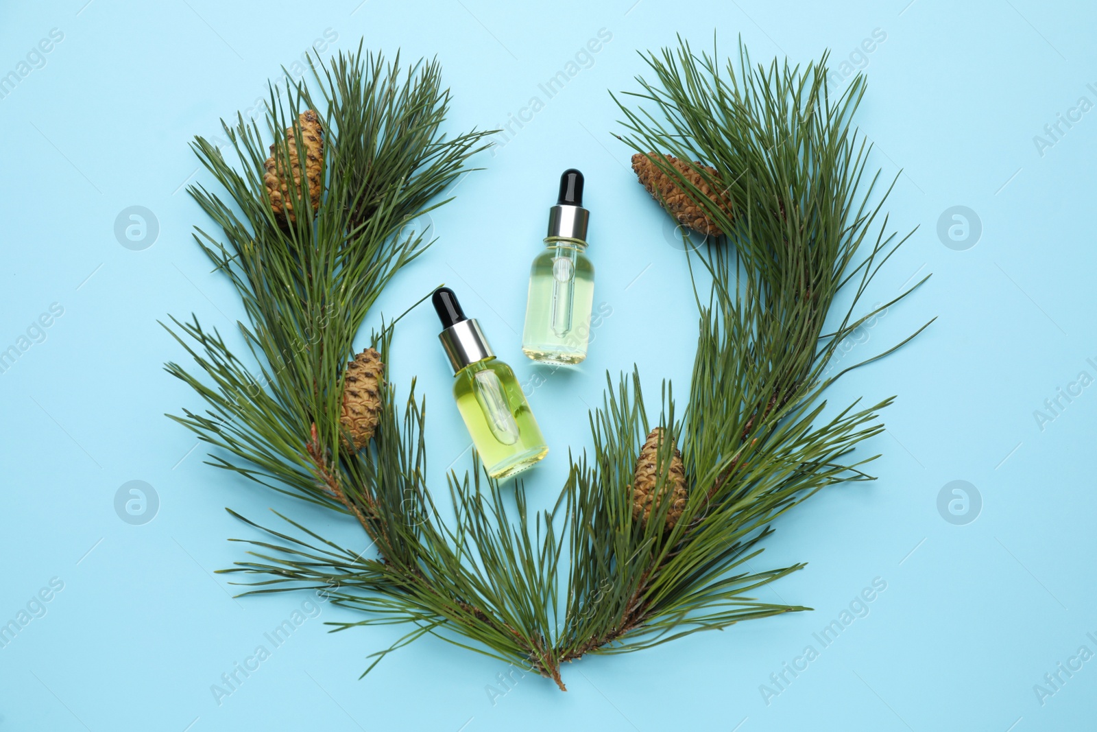 Photo of Flat lay composition with essential oil, pine branches and cones on light blue background