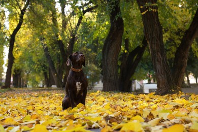 Cute German Shorthaired Pointer dog in autumn park, space for text