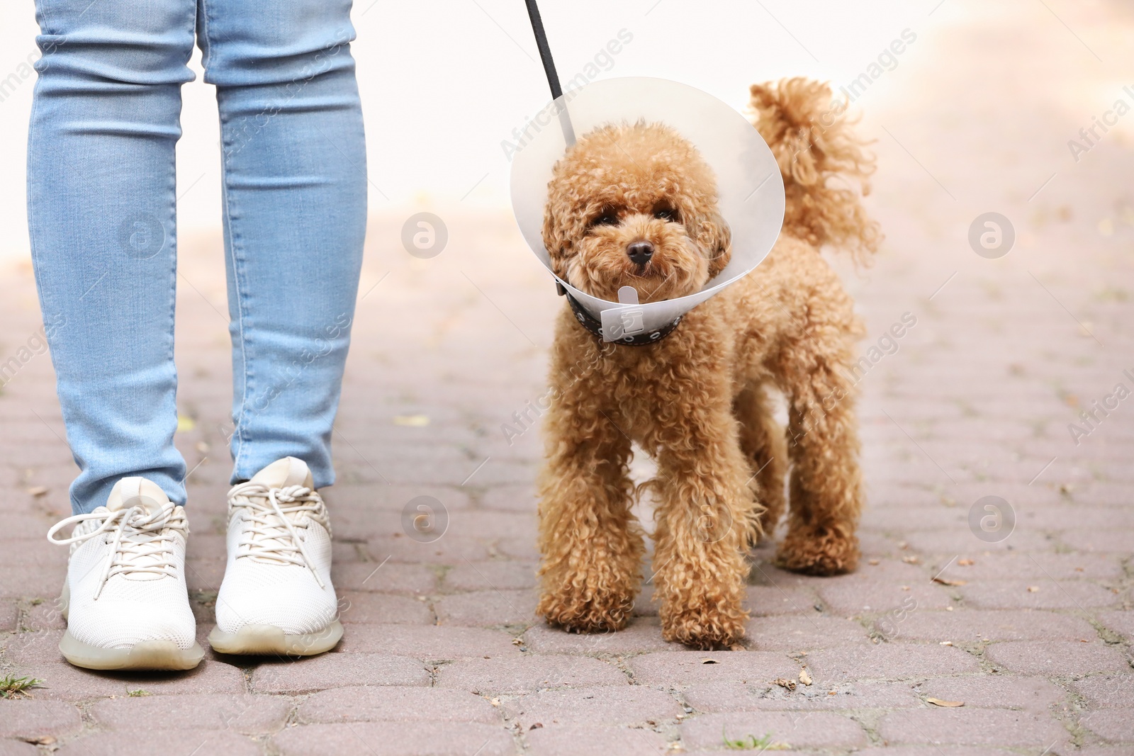 Photo of Woman walking her cute Maltipoo dog in Elizabethan collar outdoors, closeup