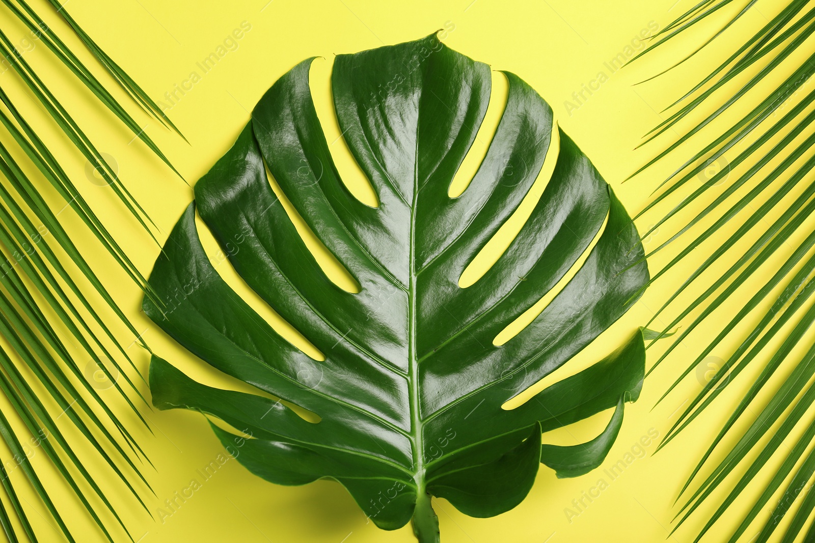 Photo of Flat lay composition with tropical leaves on color background