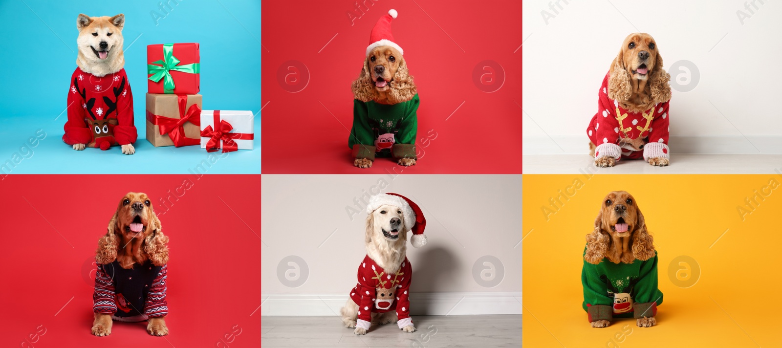 Image of Cute dogs in Christmas sweaters and Santa hats on color backgrounds. Banner design