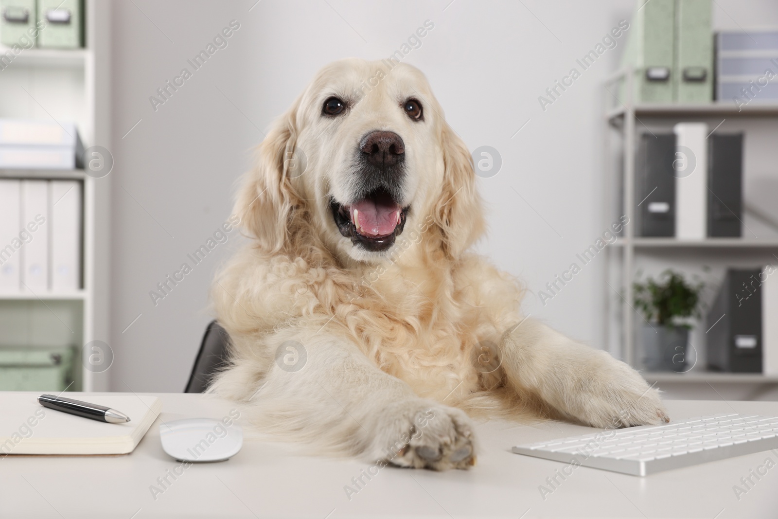 Photo of Cute retriever sitting at workplace in office. Working atmosphere