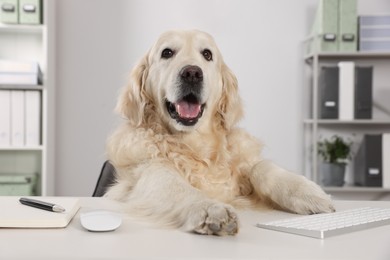 Photo of Cute retriever sitting at workplace in office. Working atmosphere