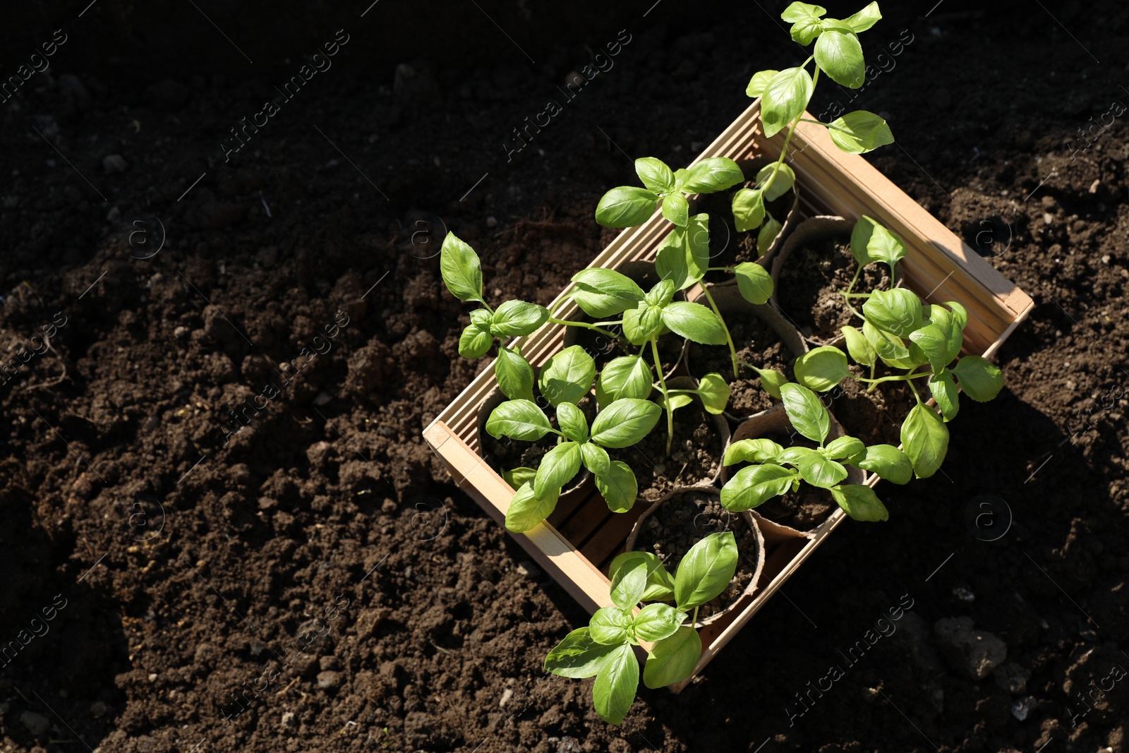 Photo of Beautiful seedlings in wooden crate on ground outdoors, top view. Space for text