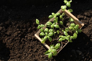 Beautiful seedlings in wooden crate on ground outdoors, top view. Space for text