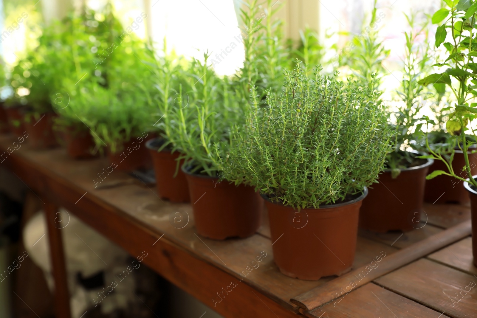 Photo of Fresh potted home plants on wooden window sill, space for text