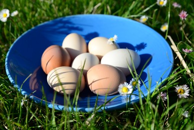 Plate of assorted eggs on green grass outdoors, closeup