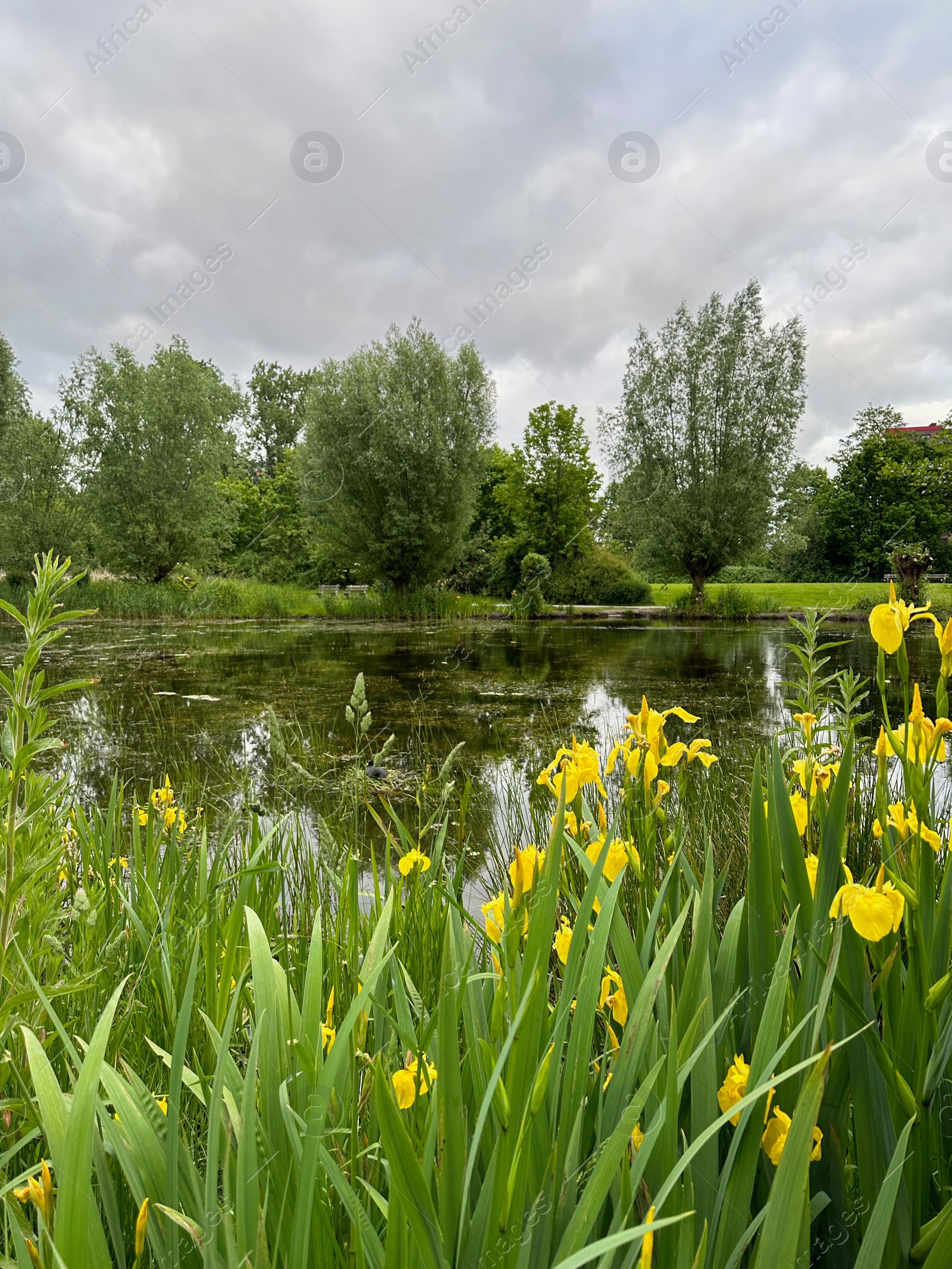 Photo of Picturesque view of trees and yellow iris flowers growing near lake outdoors