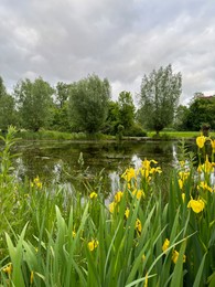 Picturesque view of trees and yellow iris flowers growing near lake outdoors