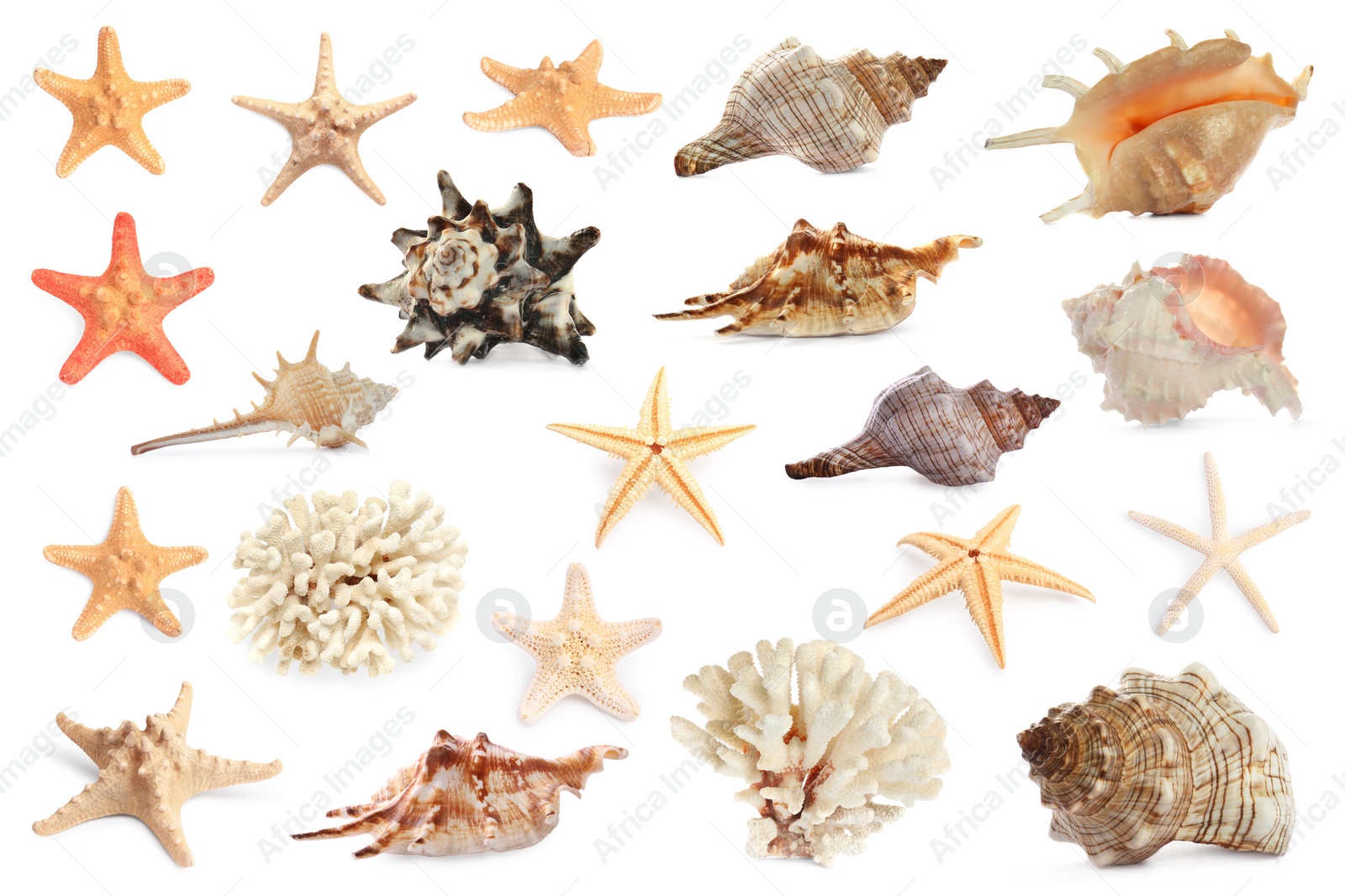 Image of Set with sea stars, shells and corals isolated on white