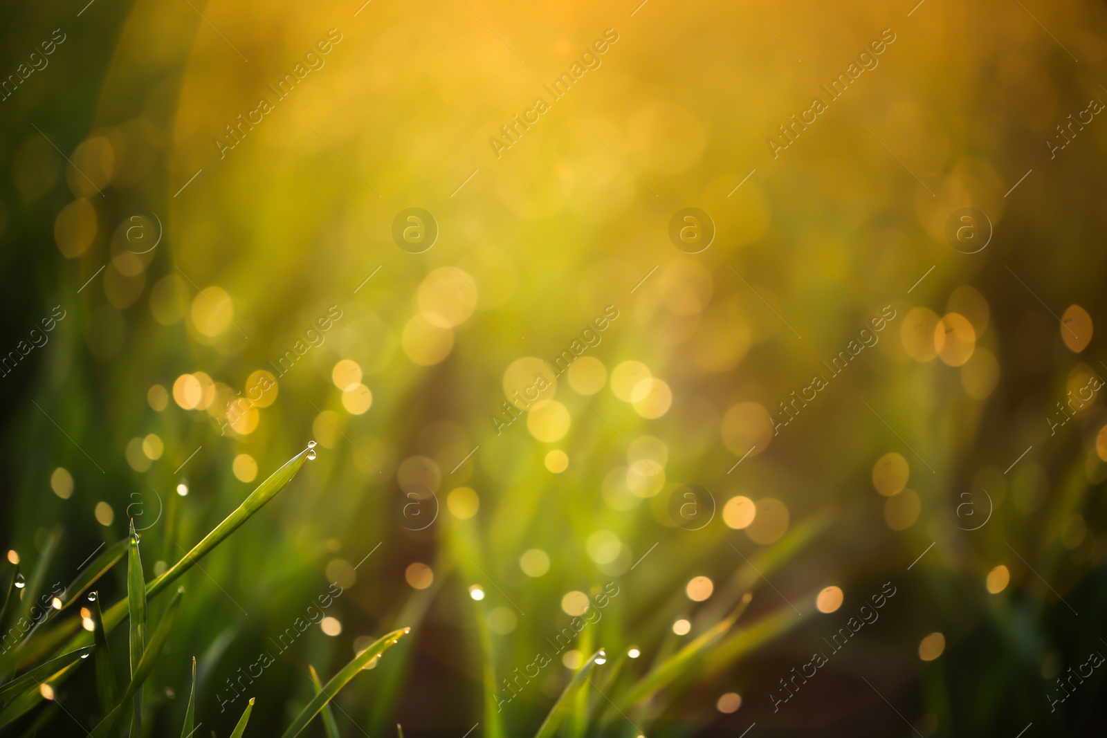 Photo of Young green grass with dew drops on spring morning, closeup