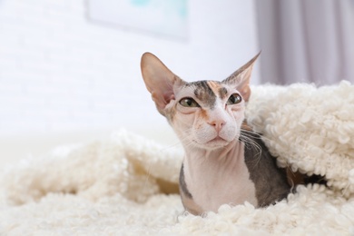 Photo of Adorable Sphynx cat under blanket on sofa at home, space for text. Cute friendly pet