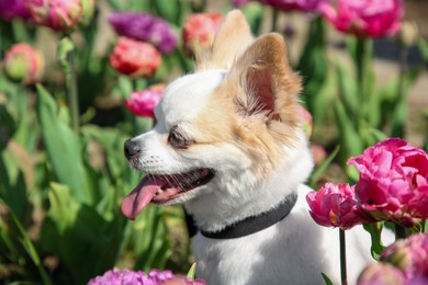 Cute Chihuahua dog among beautiful tulip flowers on sunny day, closeup