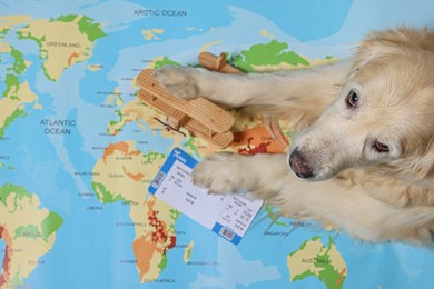 Photo of Golden retriever lying near toy airplane and ticket on world map, above view. Travelling with pet