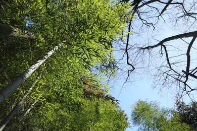Photo of Beautiful green trees in forest on sunny day, bottom view
