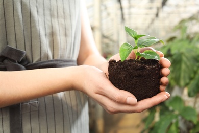 Photo of Woman holding soil with seedling in greenhouse, closeup