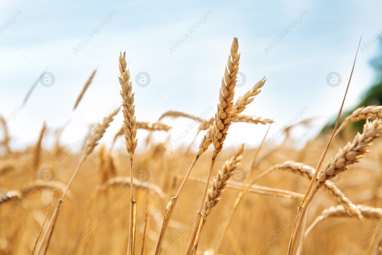 Photo of Wheat grain field on sunny day. Cereal farming