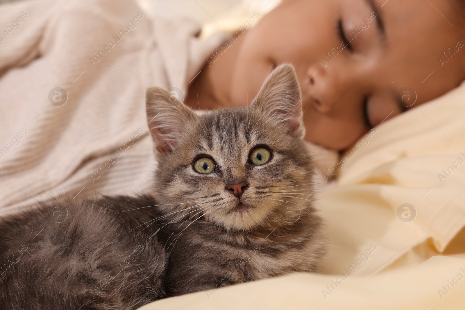 Photo of Cute little child with kitten sleeping in bed, focus on pet